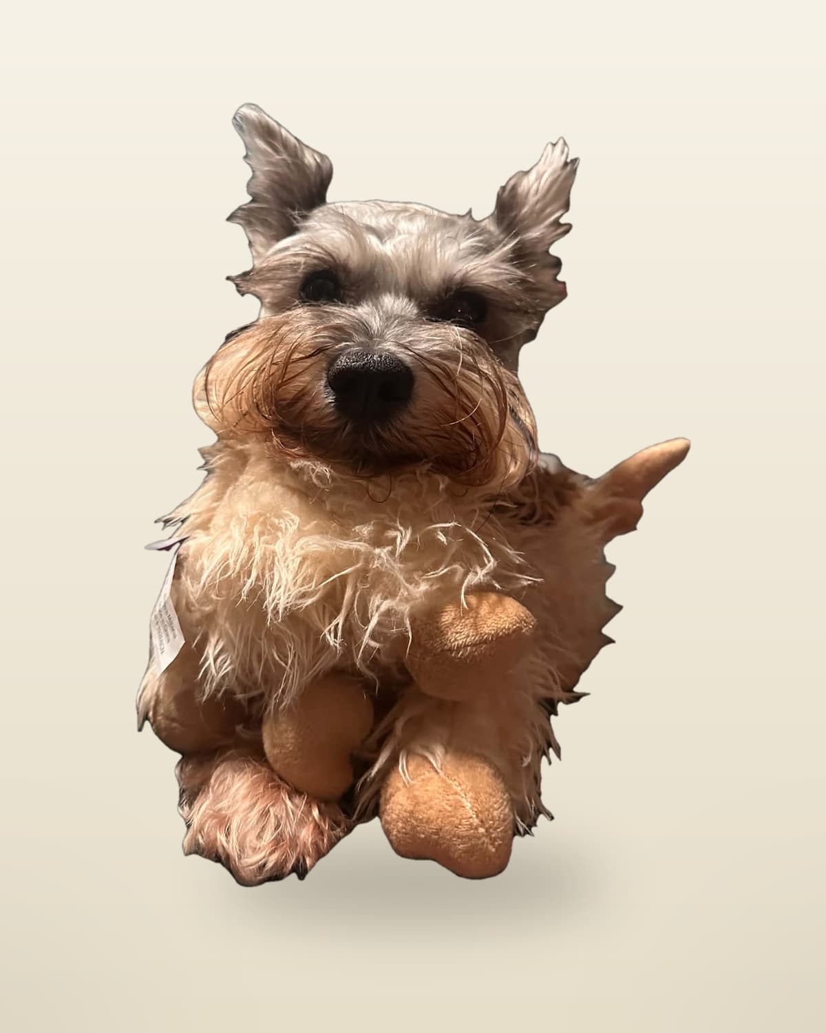 Tulip, a 9-year-old schnauzer, holding her favorite plush toy